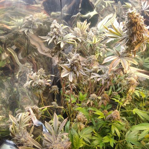 Runtz growlog timeline photo