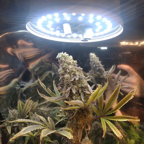 Runtz growlog timeline photo