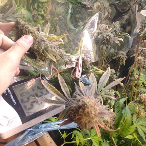 Runtz growlog timeline photo