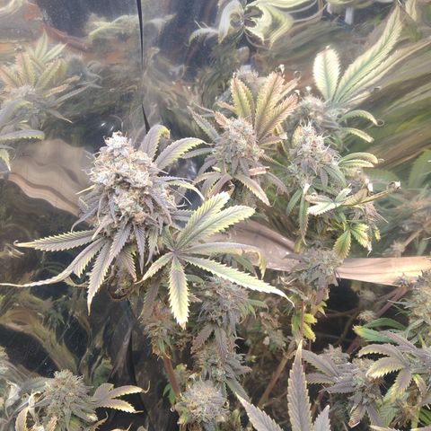 Runtz growlog timeline photo