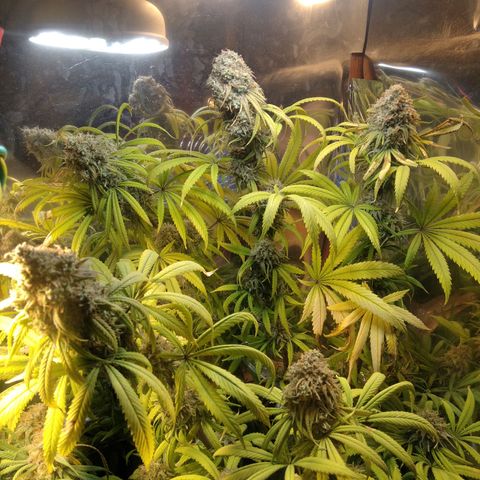 Orange Cake  #1 growlog timeline photo