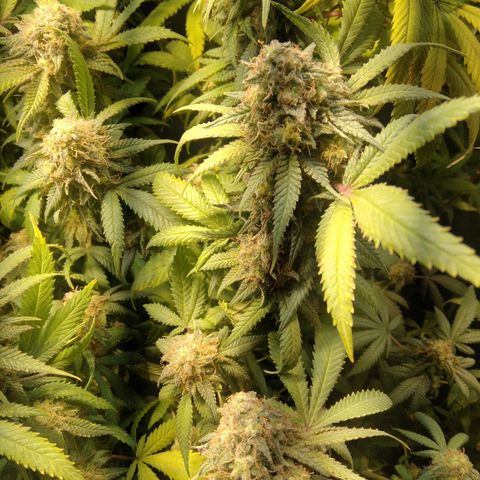 Ghost OG  growlog timeline photo