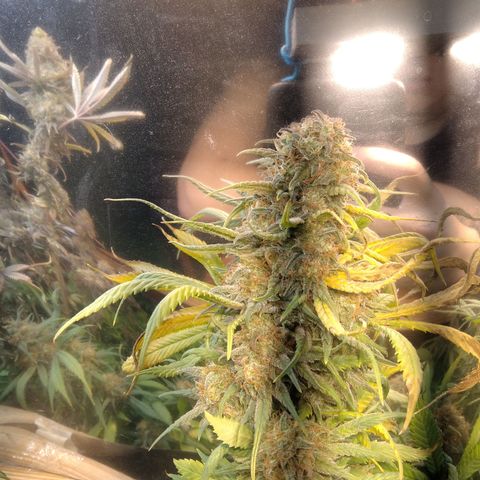 Hawaiann Snow growlog timeline photo