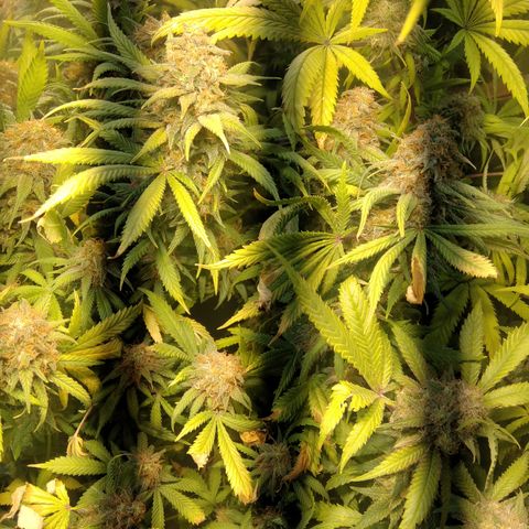 Hawaiann Snow growlog timeline photo
