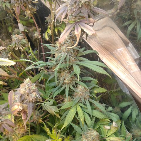 Hawaiann Snow growlog timeline photo