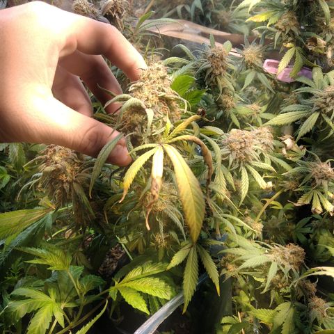 Hawaiann Snow growlog timeline photo