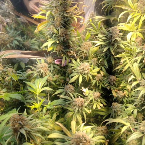 Hawaiann Snow growlog timeline photo