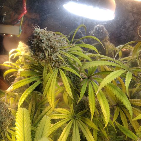 Orange Cake  #1 growlog timeline photo