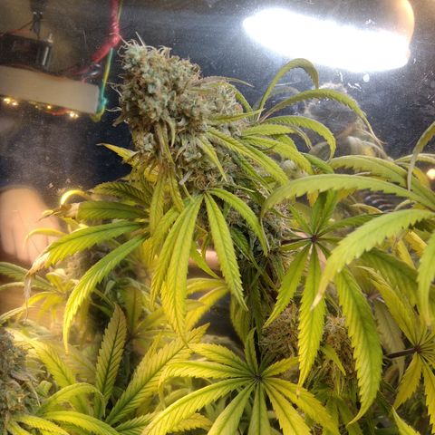 Orange Cake  #1 growlog timeline photo