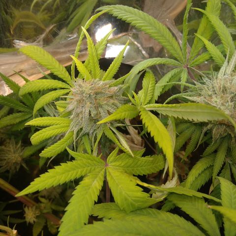 Orange Cake  #1 growlog timeline photo