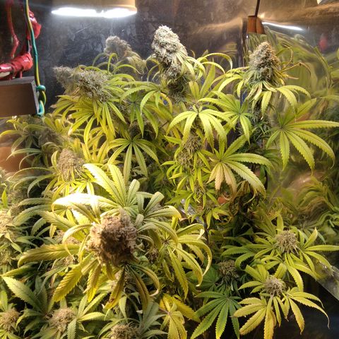 Orange Cake  #1 growlog timeline photo