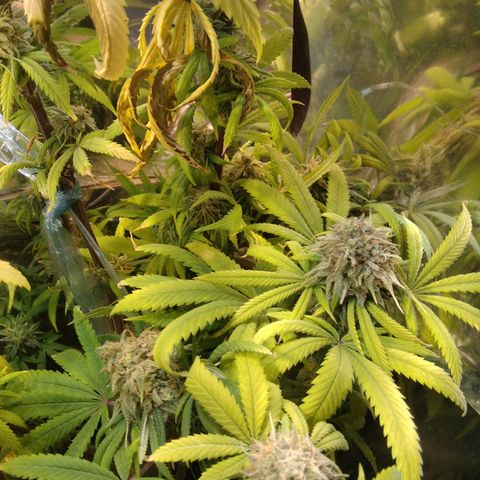 Orange Cake  #1 growlog timeline photo