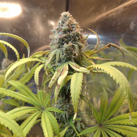 Orange Cake  #1 growlog timeline photo