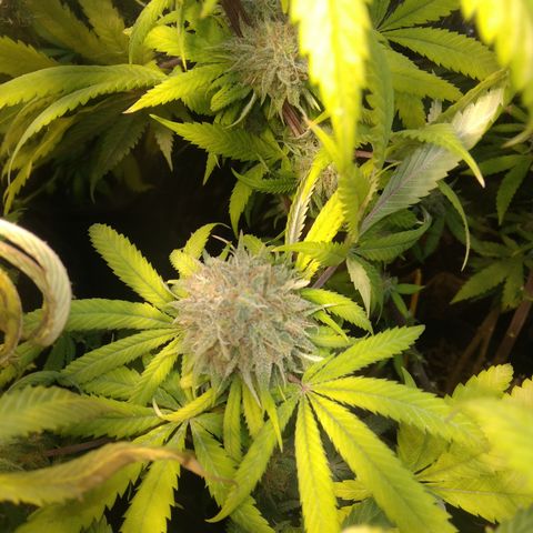 Orange Cake  #1 growlog timeline photo