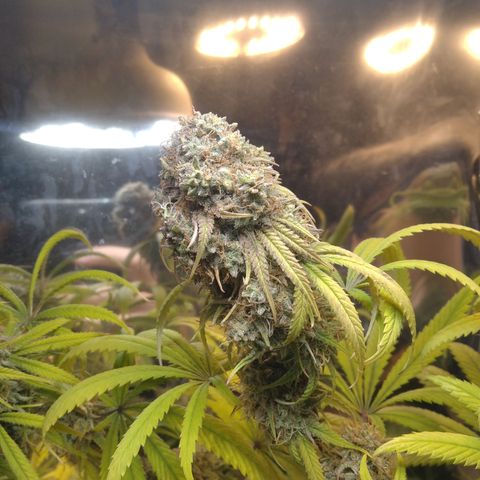 Orange Cake  #1 growlog timeline photo
