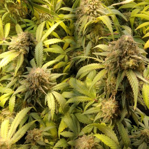 Ghost OG  growlog timeline photo