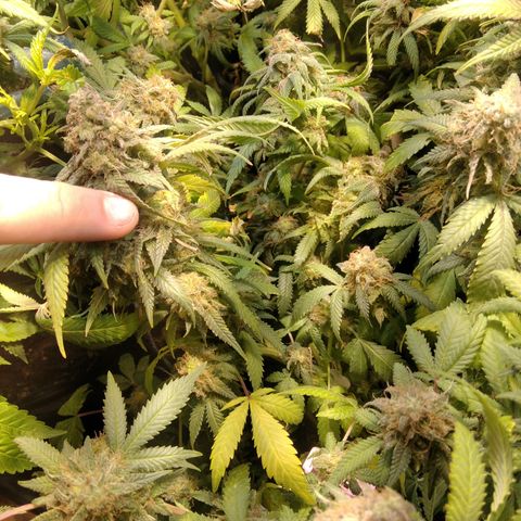 Ghost OG  growlog timeline photo