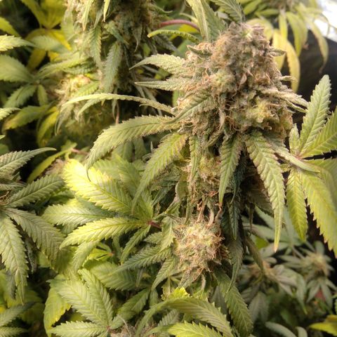 Ghost OG  growlog timeline photo