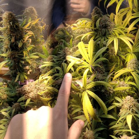 Orange Cake  #1 growlog timeline photo