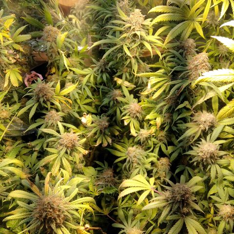 Hawaiann Snow growlog timeline photo