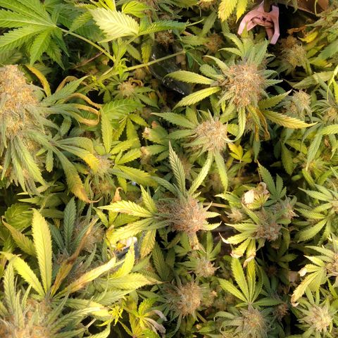 Hawaiann Snow growlog timeline photo