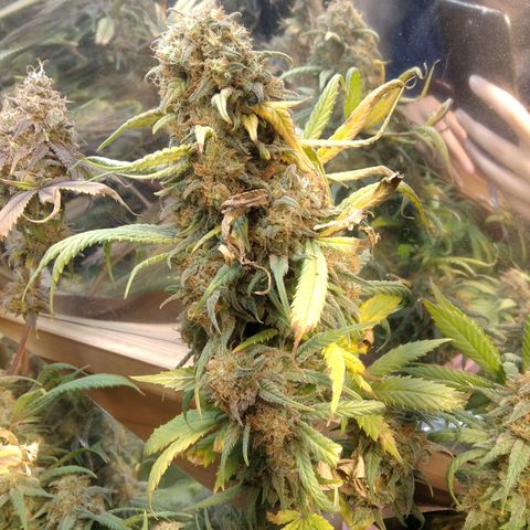 Hawaiann Snow growlog timeline photo