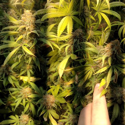 Hawaiann Snow growlog timeline photo