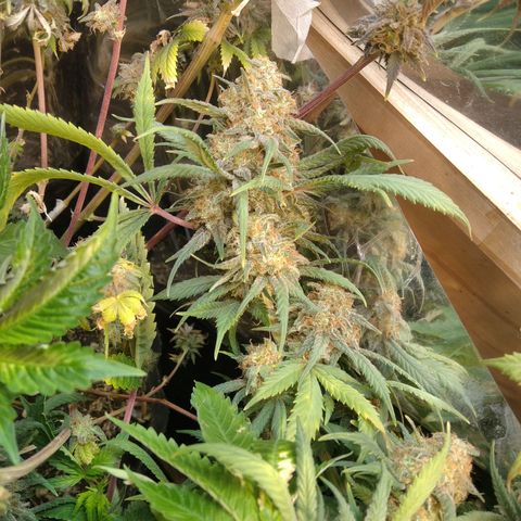 Hawaiann Snow growlog timeline photo