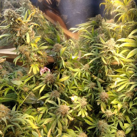 Hawaiann Snow growlog timeline photo