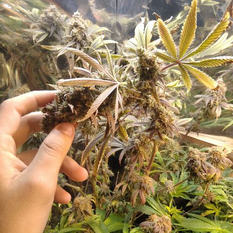 Runtz growlog timeline photo