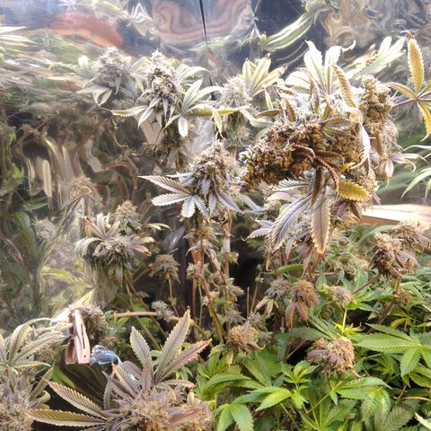 Runtz growlog timeline photo