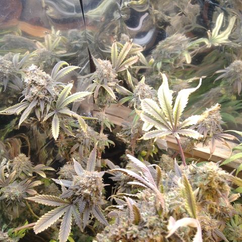 Runtz growlog timeline photo