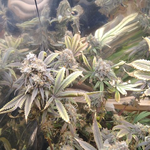 Runtz growlog timeline photo
