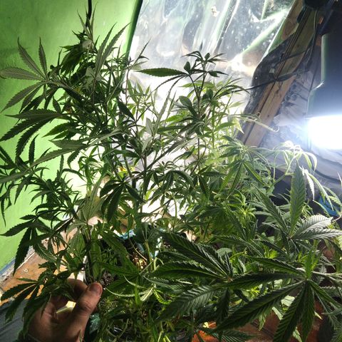 Ghost OG  growlog timeline photo