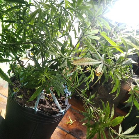 Ghost OG  growlog timeline photo