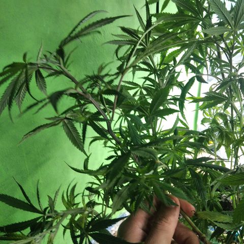 Ghost OG  growlog timeline photo