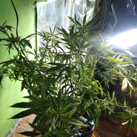 Ghost OG  growlog timeline photo