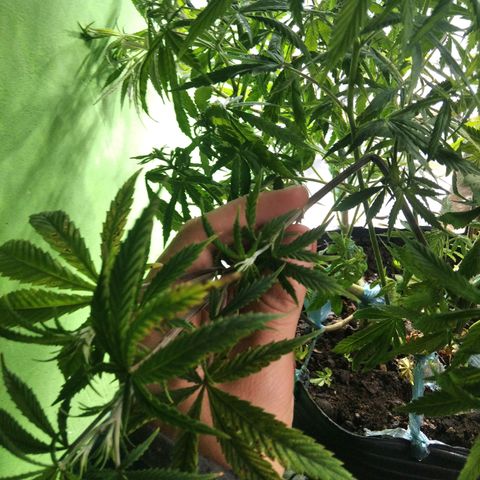 Ghost OG  growlog timeline photo