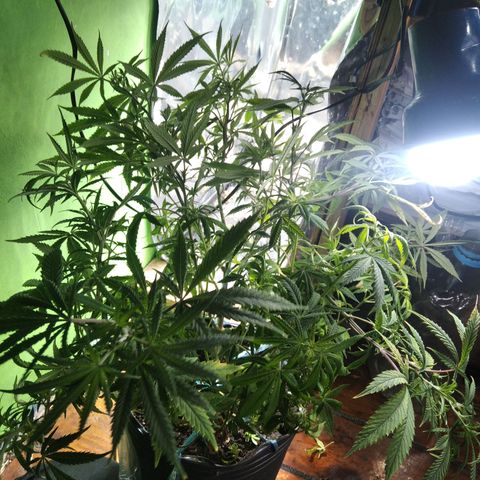 Ghost OG  growlog timeline photo