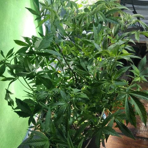 Orange Cake  #1 growlog timeline photo