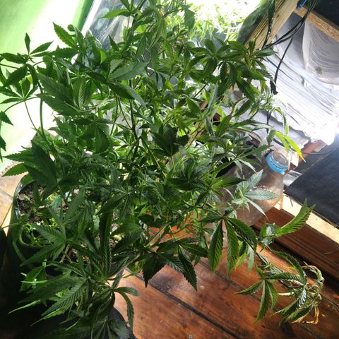 Orange Cake  #1 growlog timeline photo