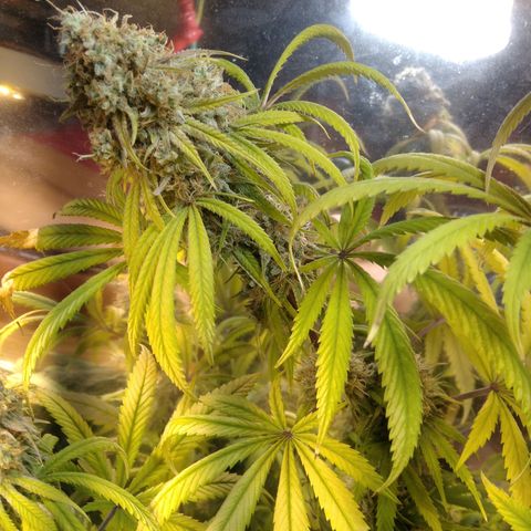 Orange Cake  #1 growlog timeline photo