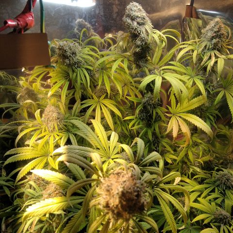 Orange Cake  #1 growlog timeline photo