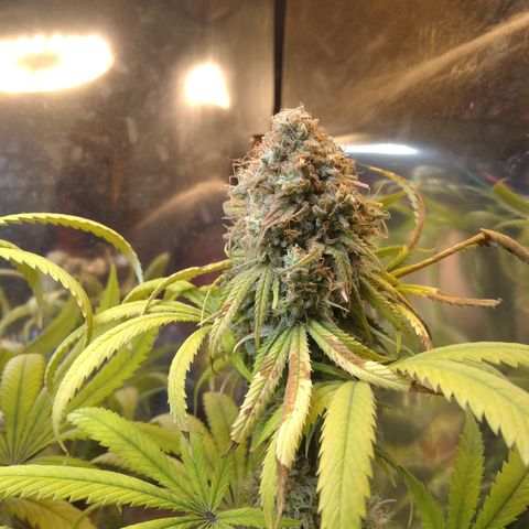 Orange Cake  #1 growlog timeline photo