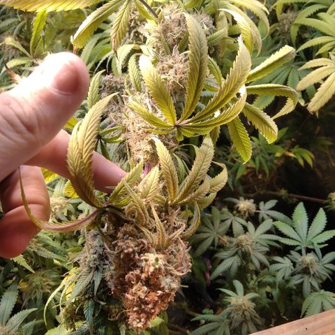 Orange Cake  #1 growlog timeline photo