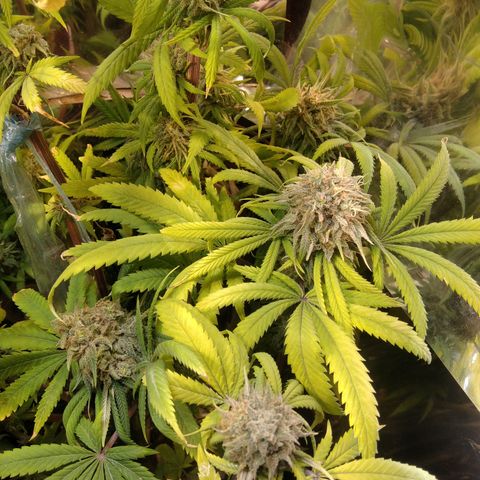 Orange Cake  #1 growlog timeline photo