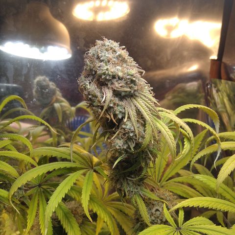 Orange Cake  #1 growlog timeline photo