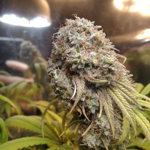 Orange Cake  #1 growlog timeline photo