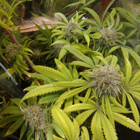 Orange Cake  #1 growlog timeline photo