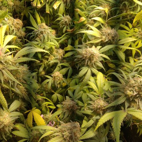 Ghost OG  growlog timeline photo
